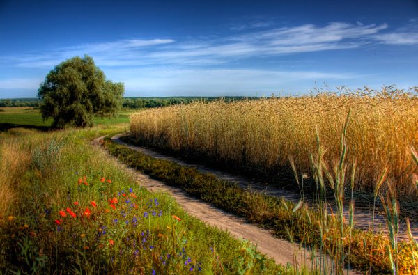 Августовское поле