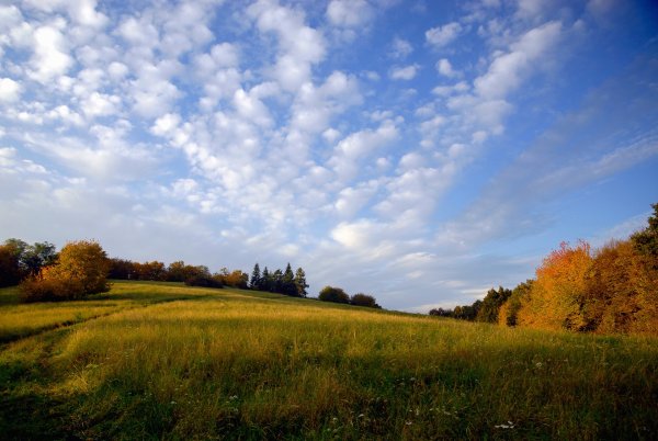 Осенний луг