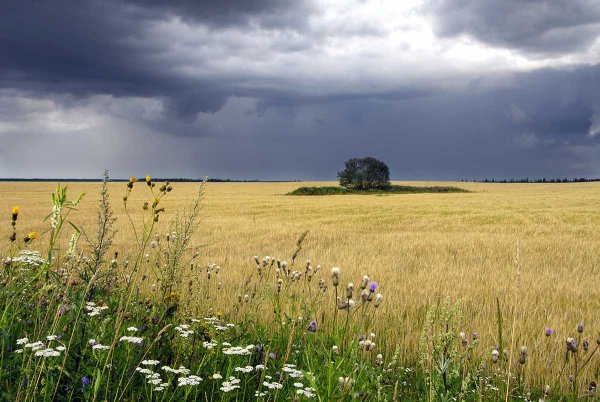 Летом в поле