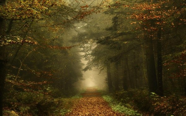 Грин таинственный лес