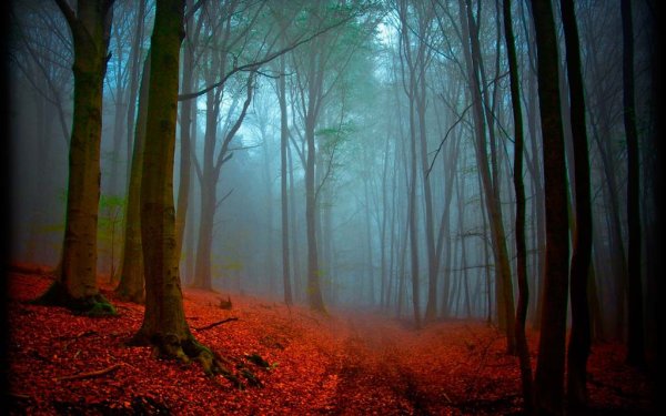 Черный лес Шварцвальд