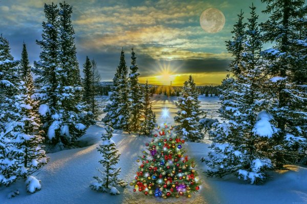 Красивая елка в лесу