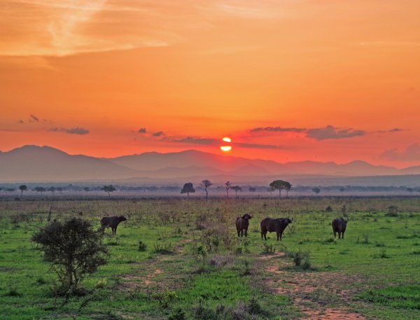 Большие глазки. Путешествие по Африке