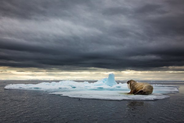 Жизнь в Арктике