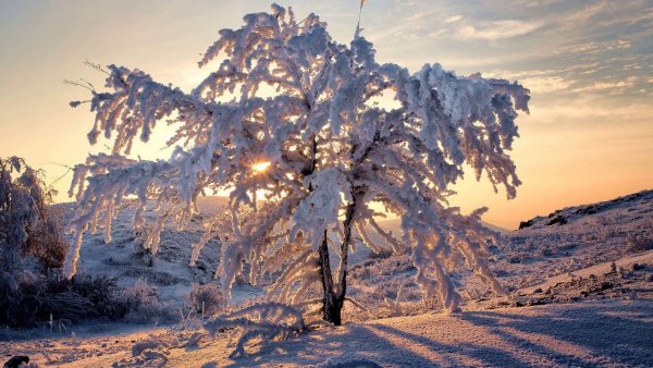 Деревья в инее солнце
