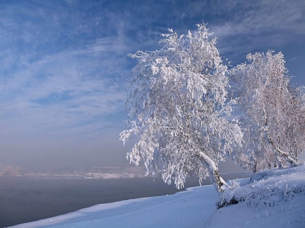 Заснеженная береза