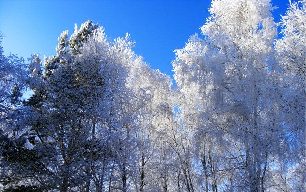 Снежные деревья