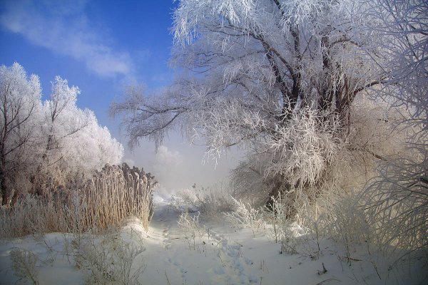 Зимний пейзаж иней