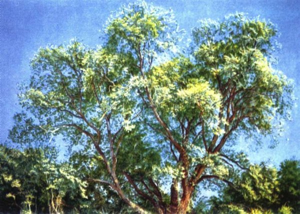 Реализм на картинах Александра Иванова