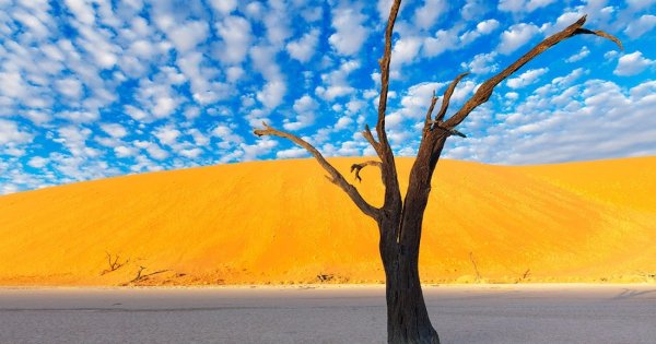 Сухое дерево в пустыне