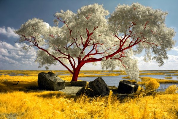 Инфракрасные пейзажи