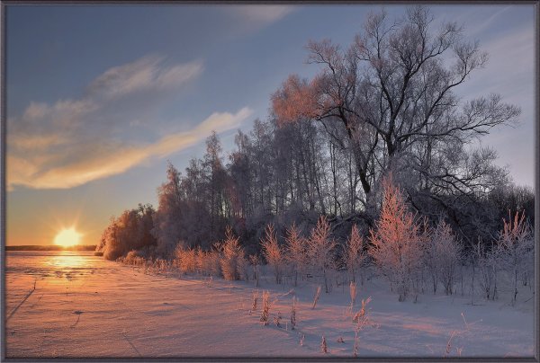 Деревья в снегу