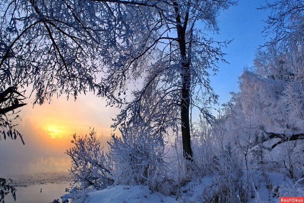 Зимняя береза