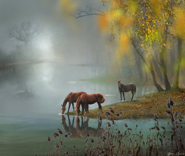 Лошади фотохудожника Игоря Зенина