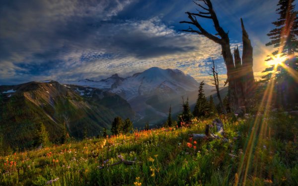 Поляна на фоне гор