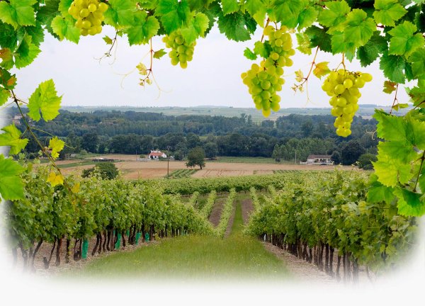 Молдова природа виноград