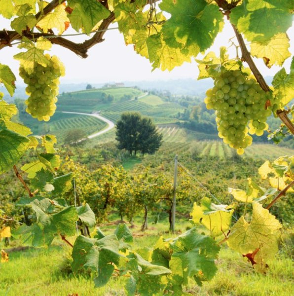 Богарное виноградарство