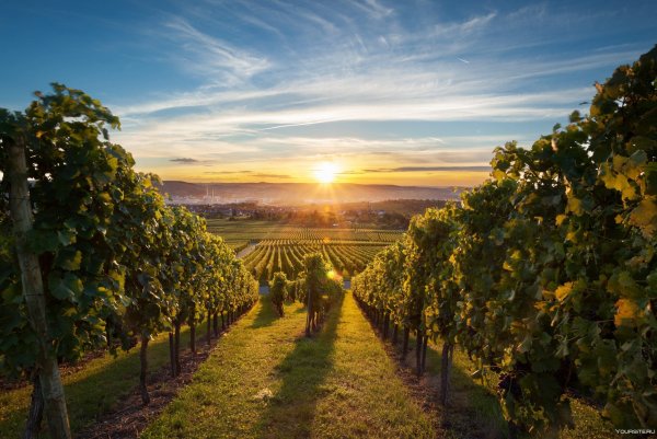 Южная Калифорния виноградники