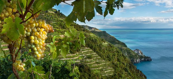 Cinque Terre виноградники