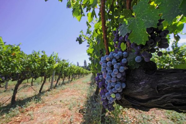 Виноградная плантация Турция