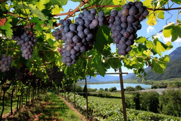 Виноград Бастардо