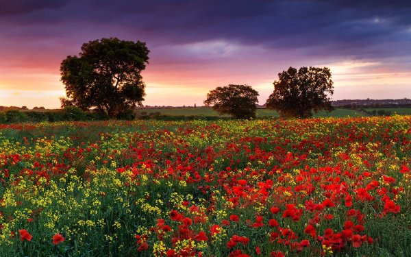 Цветочное поле