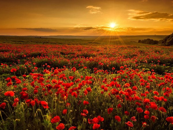 Маковое поле