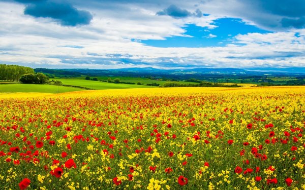 Природа поле цветы