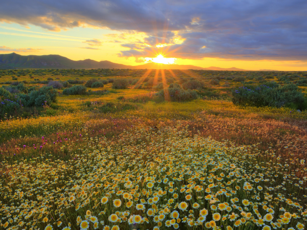 Ромашковое поле