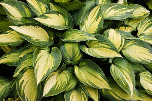 Hosta Tratt. (Хоста, функия)