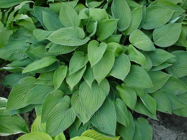 Хоста Форчуна hyacinthina