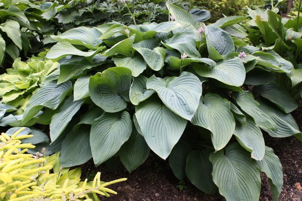 Хоста (Hosta `Empress Wu`)