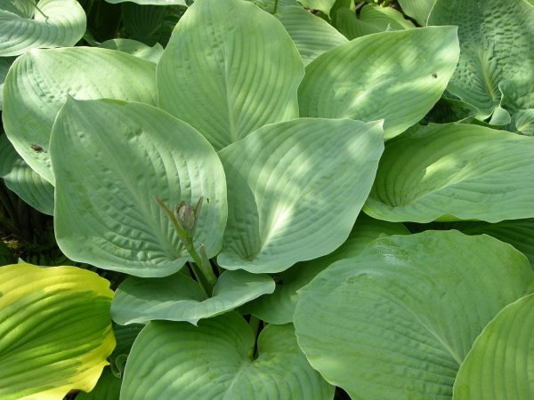 Хоста Клаймакс