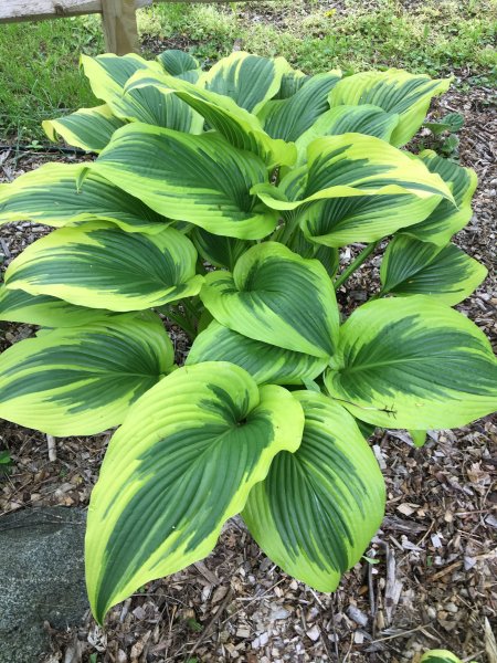 Хоста Маргината