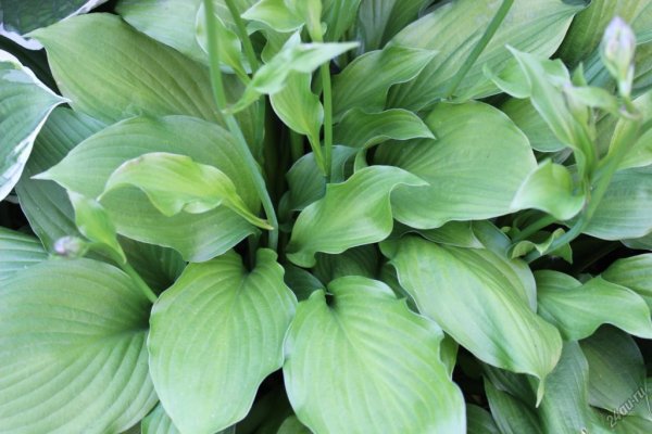 Хоста подорожниковая