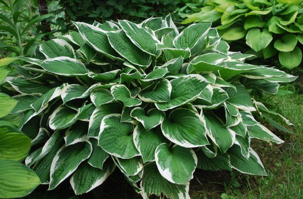 Хоста белоокаймленная куст