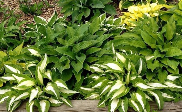 Хоста Флорес