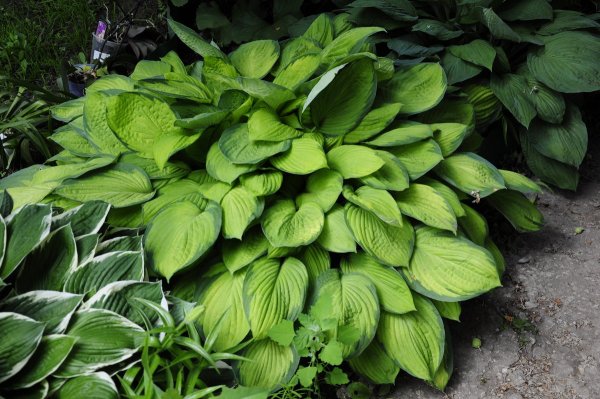 Хоста Хоста прямолистная