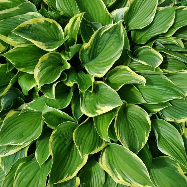 Хоста fortunei Aureomarginata