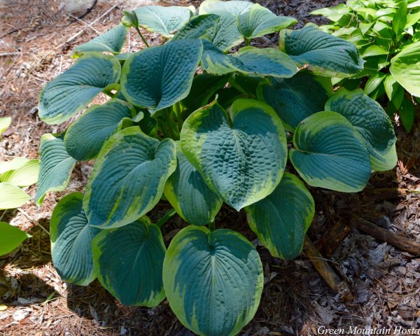 Хоста голубая крупнолистная