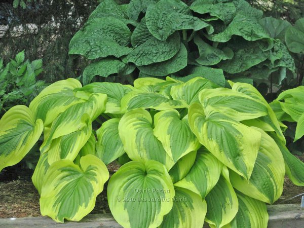 Хоста Энчиладас