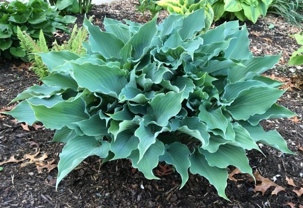 Хоста гибридная Рестлесс си