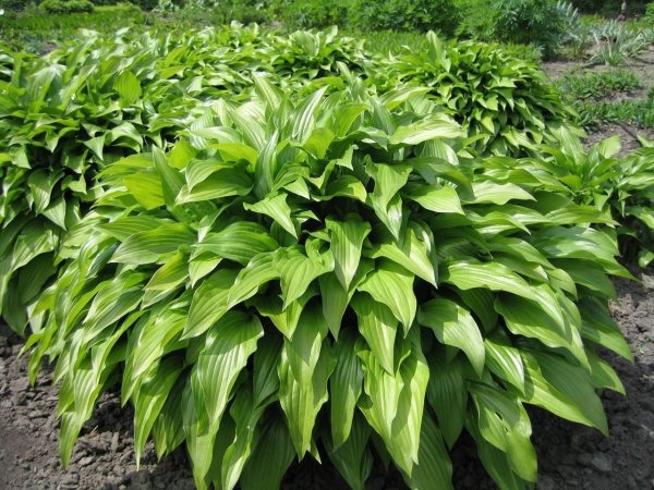 Хоста подорожниковая (Hosta plantaginea)