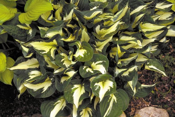 Хоста Вирлвинд