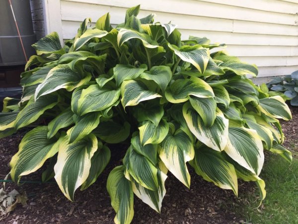 Хоста fortunei Aureomarginata