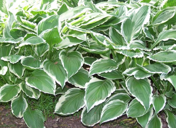 Хоста белоокаймленная