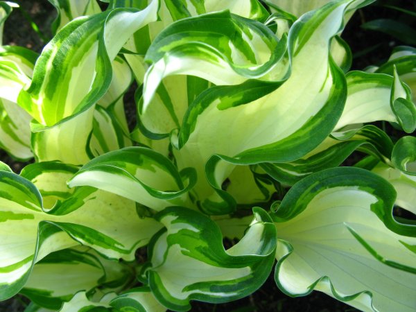 Хоста Альба