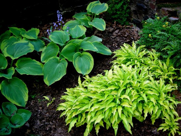 Эрромена (Erromena) Хоста