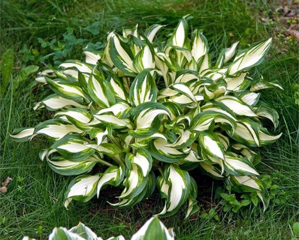 Хоста волнистая Медиовариегата