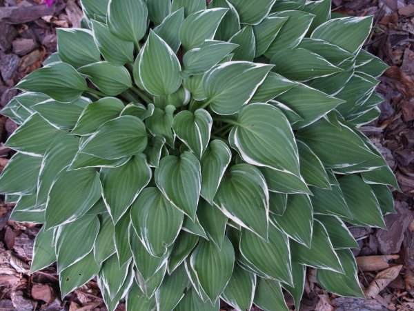 Хоста низкорослая бордюрная